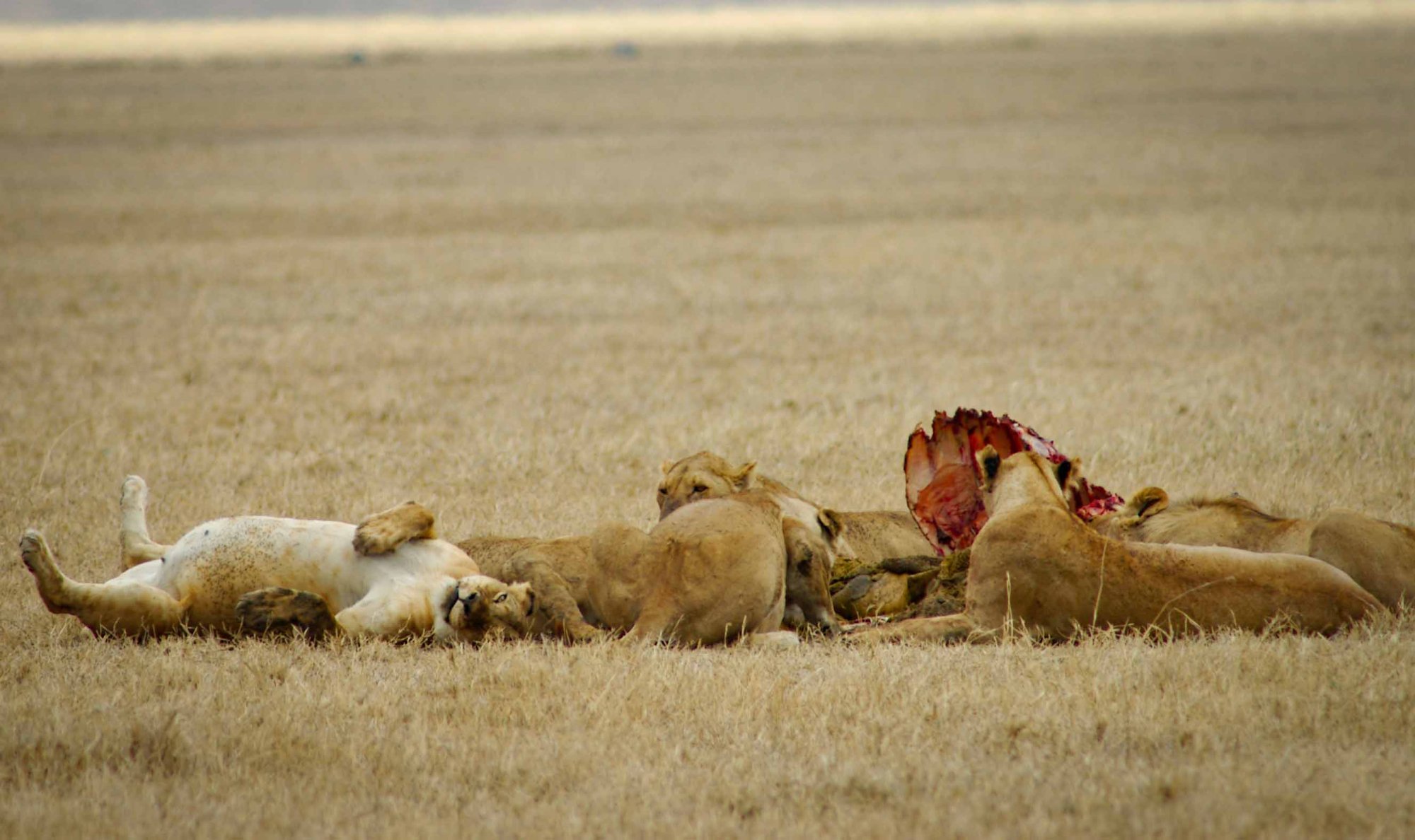 Neil's great Photography Adventures At Ingorongoro Crater in Tanzania.